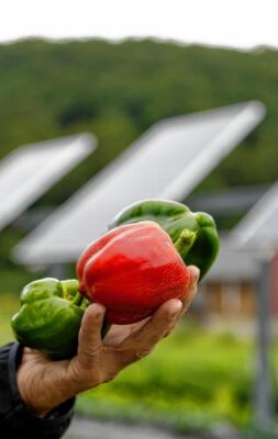Stephen Herbert, professor of agriculture at UMass Amherst, displays fresh peppers grown in the land underneath raised solar panels Aug. 31, 2017 at the UMass Crop and Animal Research and Education Center in South Deerfield.