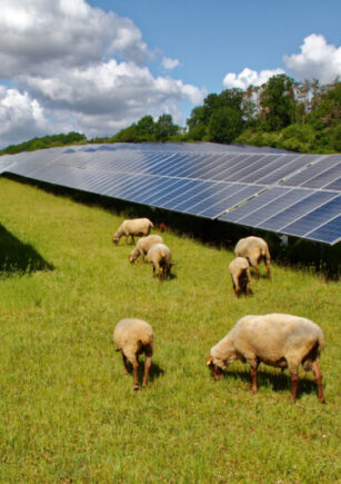 solar panels with grazing sheep